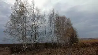 П И Чайковский  Времена года  Октябрь  Осенняя песнь