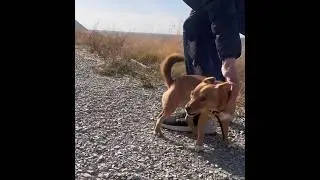 The best friends funny dog and human😉 
