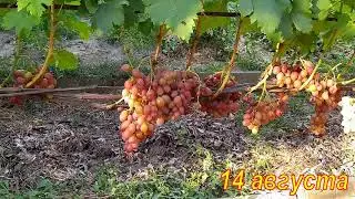 Сорт винограда Ливия.  Качество опыления и урожай 2020 года