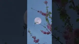 khoya khoya chand,