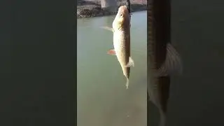Голавлик февраль . Pontoon21 CrackJack 38. #fish #fishing #рыбалка #рыбалканаспиннинг #рыба #рыбы
