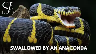 What If You Were Swallowed by an Anaconda?