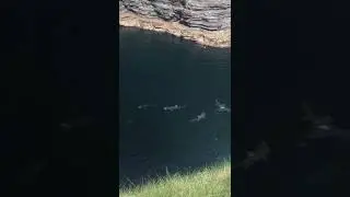 Basking sharks at the Kilkee Cliffs - May 2020