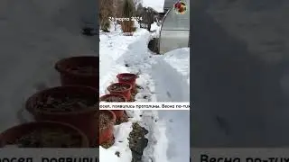 Весенний настрой от Сидландии - 3seed.ru