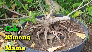 Bonsai Kimeng Di Rumah Sakit 😱