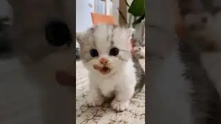 Cat's and people #cat #cutespets #cutecat #funny
