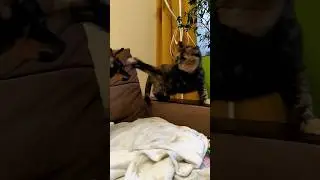 #dog #злаясобака #популярное #той #хочуврек #кот #кузя #собака #тойтерьер