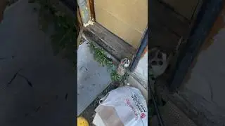 Ваню не обманешь, все знает😅 #сурикат #животные #animals