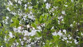Вишня в цвету 🌸
