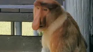 Nosacze sundajskie z Borneo! Sepilok! (Proboscis monkey)