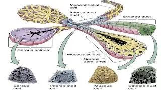 MED Level3 MUSIII Salivary Glands  Parotid