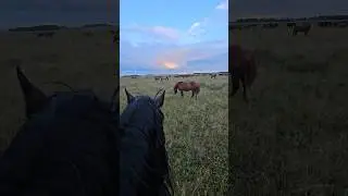 Жеребец норовит напасть #horse #лошади