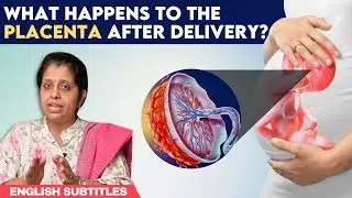 What happens to the placenta after delivery | பிரசவத்திற்குப் பின் நஞ்சுக்கொடிக்கு என்ன ஆகும்?
