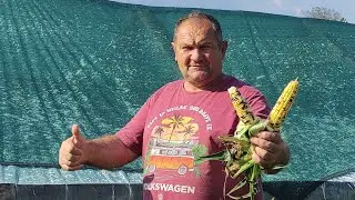 Жовто Синя Солодка Кукурудза🇺🇦 вирощування
