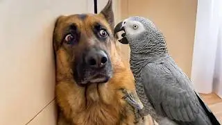 This Dog Didn’t Expect The Parrot To Do THIS 😂🦜 Funniest Parrot Moments EVER 😂