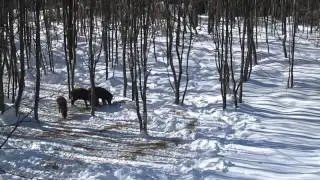 Охота на кабана с вышки в Смоленской области