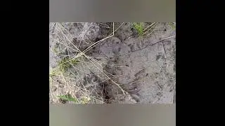 Немного о муравьях. Это интересно