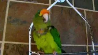 Bird Loves Dubstep Whistles on beat and does funny bird dance:)
