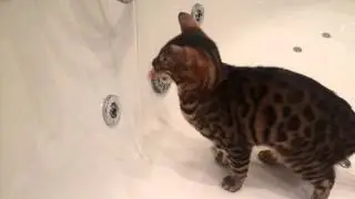 Кот в ванне