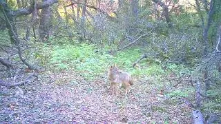 O'Neill Regional Park Clips! (Bobcat, Gray Fox, Coyote)