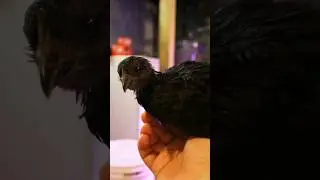 Week 5 Chick Update! #raisingchicks #backyardchickens #homesteading