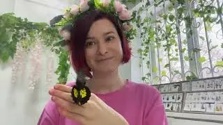 В какой куколке прячется бабочка Троидес