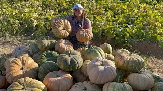 You'll be amazed at the pumpkins that come from a handful of pumpkin seeds❗️|A bountiful season 💯