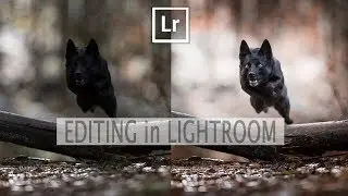 How to use the Radial Filter in Lightroom with Dogs