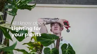All I Know About Lighting For Your Plants!