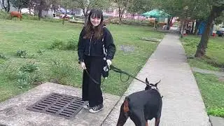 Ева боится грузинской коровы)