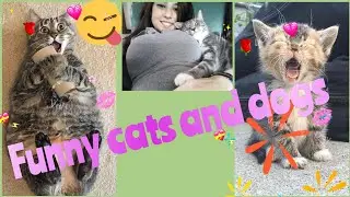 очень смешное видео про котов и собак 🐈🐶🙂пушистый антистресс