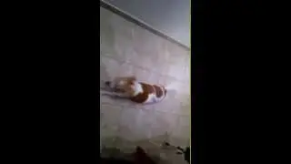 Shanti my dog, the morning begins VID 20150129 064421