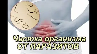 Success Together антипаразитарная программа для всей семьи