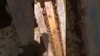 İstanbul'da yaşıyor arıcılık öğrenmek istiyorsan Arını al yanımda kal, hazır olduğunda terk et.
