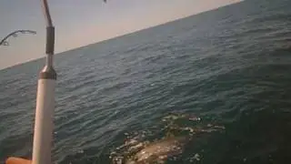 Big Kingfish landed Jetskifishing