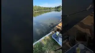 Карп! #рыбалка #carpfishing #fishing #carp #sports #россия ##подпишись