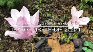То , за что мы любим магнолию