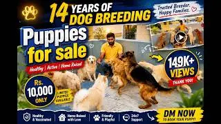14 Years of Dog Breeding and Puppies for sale | Dreamer Paul Vlog | Tamil
