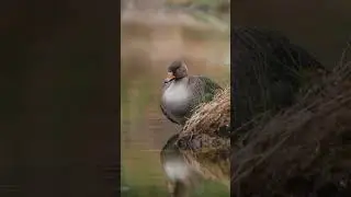 Гусь гуменник