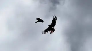 Red Kites Vs Crows