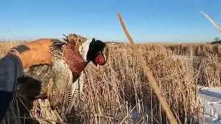 Sage Gets Put to Work - SD Public Land Pheasants