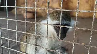 Смешные животные /Обезьянка чистит хвостик.