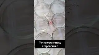 Как точно разлить агаровую п.с