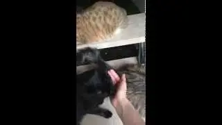 что будет, если гладить только одного кота