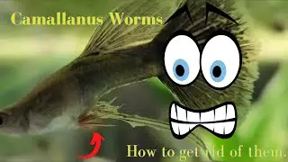 Camallanus Worms
