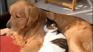 Gentle Golden Dogs Love Snuggling Up With Cat