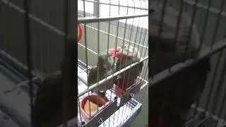 Alexander parrot male and female ( 3 months old)