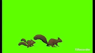 copyright free Cartoon Green Screen Animation Squirrels Walking  Running Green Video 