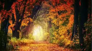 Autumn Leaves - KRIS OVLAS