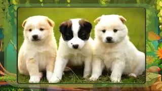 CH7:ANIMALS AROUND US |OXFORD PUBLICATION|EVS CLASS1|BY SNEHAL SHINDE